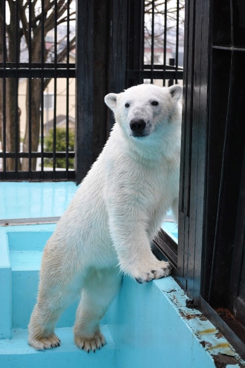 ５月１日～おびひろ動物園・イコロ～９時から１１時まで