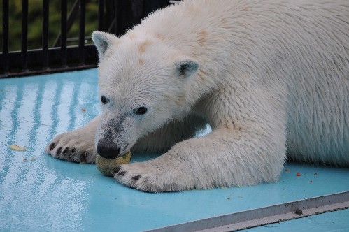 ５月１日～おびひろ動物園・イコロ～１１時から１３時まで
