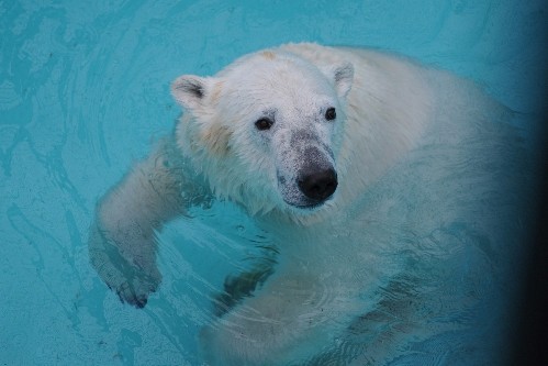 ５月１日～おびひろ動物園・イコロ～１３時から閉園まで