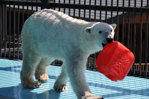 4月30日~おびひろ動物園・イコロ~9時から12時まで