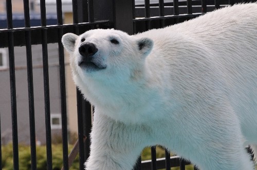 4月29日~おびひろ動物園・イコロ~10時前からガイド前まで