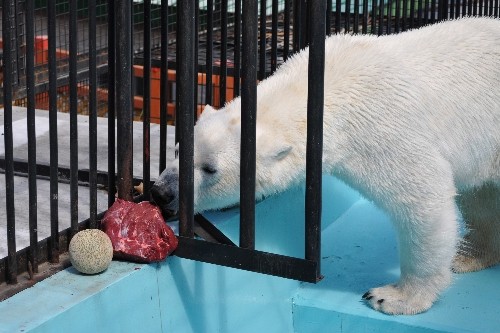 4月29日~おびひろ動物園・イコロ~スポットガイド後