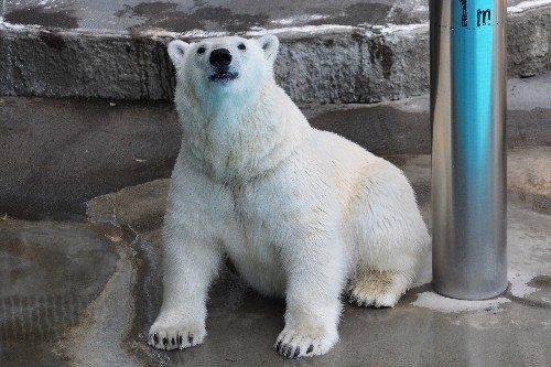 5月21日~浜松市動物園・キロル~13時過ぎから15時まで