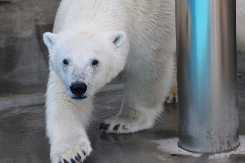 5月20日~浜松市動物園・キロル~午後(15時まで)