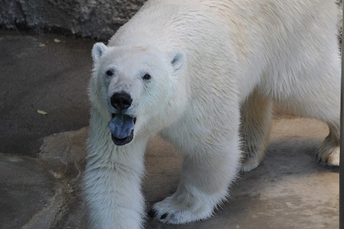 5月19日~浜松市動物園・キロル~面白顔?
