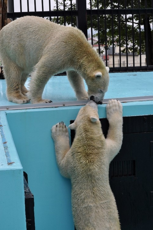 ２０１０年９月１９日～おびひろ動物園・イコロとキロル～１３時前まで