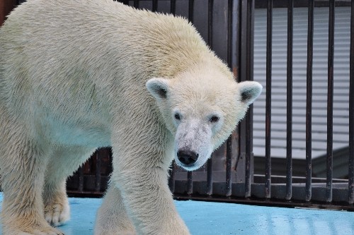 ２０１０年９月１９日～おびひろ動物園・イコロとキロル～１３時過ぎ