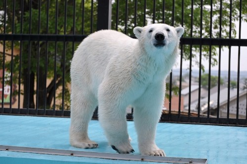 6月27日~おびひろ動物園・イコロ~9時台から11時半まで