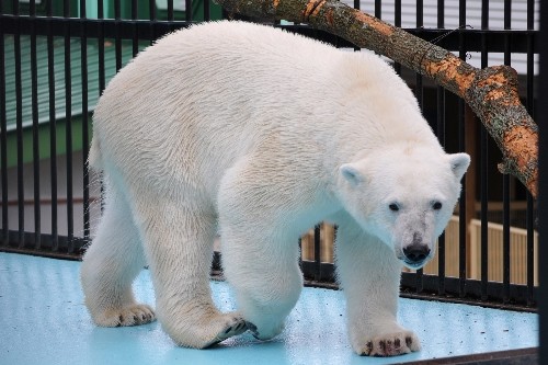 6月27日~おびひろ動物園・イコロ~12時前から12時台