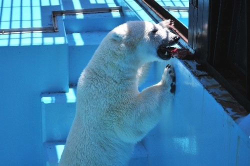 6月26日~おびひろ動物園・イコロ~11時から12時過ぎ
