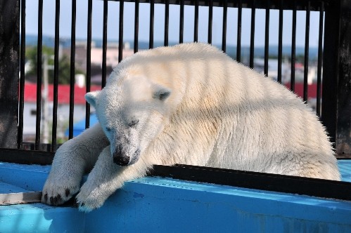 6月26日~おびひろ動物園・イコロ~16時前から閉園まで