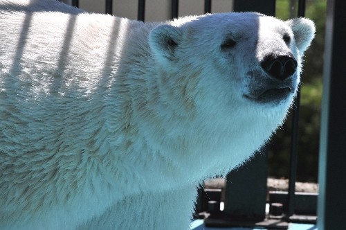 6月25日~おびひろ動物園・イコロ~10時前から11時過ぎ