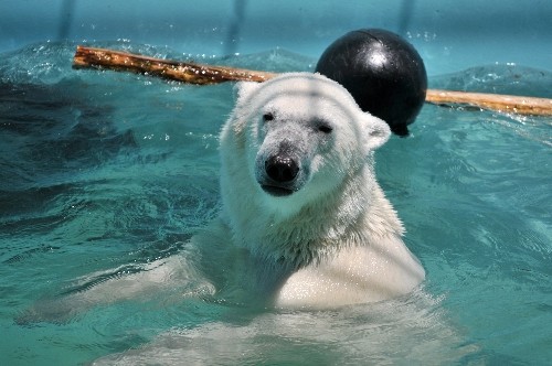 6月25日~おびひろ動物園・イコロ~11時過ぎから12時台