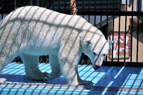 6月25日~おびひろ動物園・イコロ~13時台(スポットガイド)
