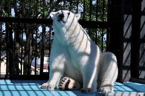 6月25日~おびひろ動物園・イコロ~15時過ぎから閉園まで