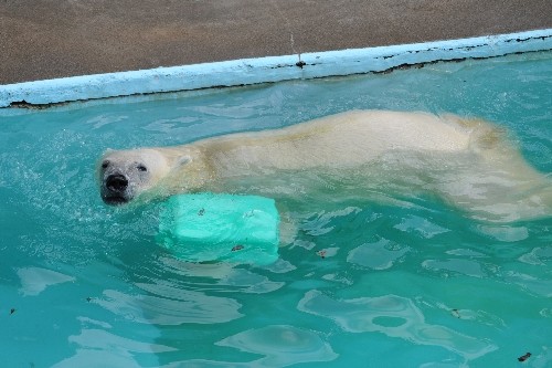 7月25日~浜松市動物園・キロル~9時台