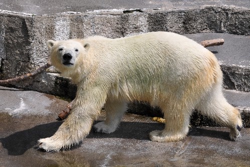 7月25日~浜松市動物園・キロル~10時から11時半