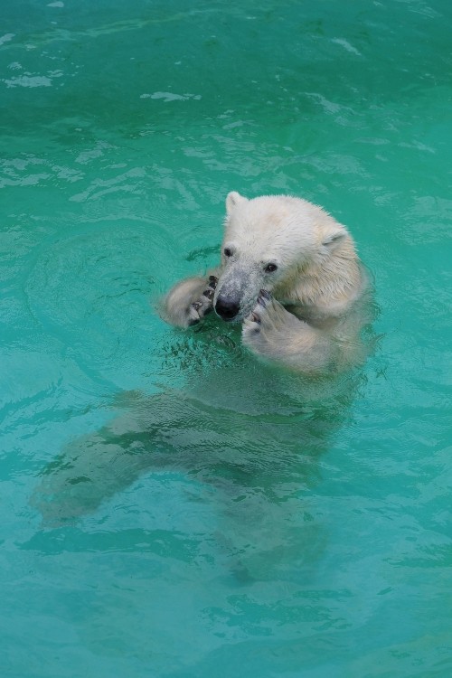 ７月２５日～浜松市動物園・キロル～１５時台（おねだり！）