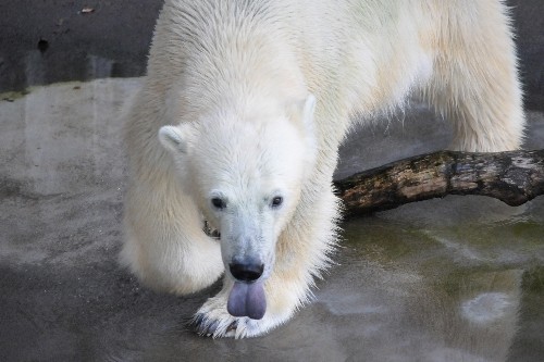 7月25日~浜松市動物園・キロル~15時半から16時台