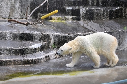 7月24日~浜松市動物園・キロル~9時台から11時まで