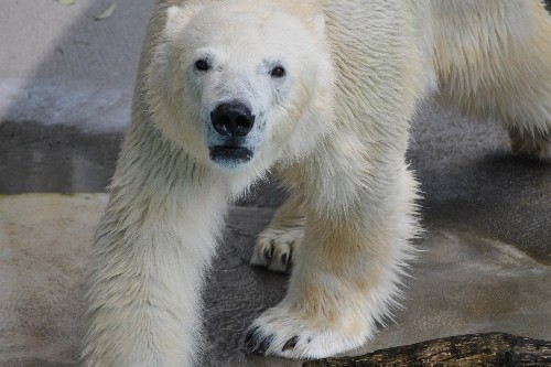 ７月２４日～浜松市動物園・キロル～１１時台