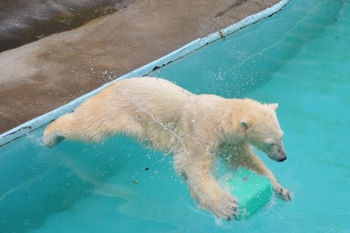 ７月２４日～浜松市動物園・キロル～１１時台（ポリタン投入！）