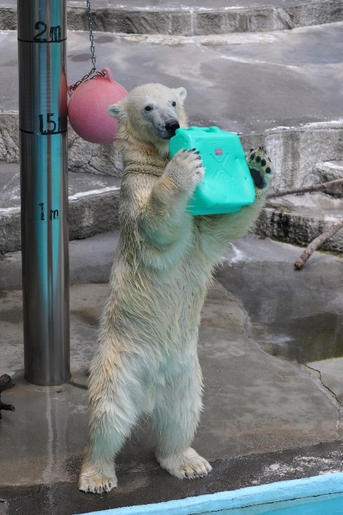 ７月２４日～浜松市動物園・キロル～１２時台（ポリタンの続き）