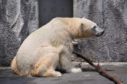 ７月２４日～浜松市動物園・キロル～１３時から１４時台