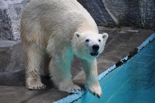 ７月２３日～浜松市動物園・キロル～１０時半から１３時まで