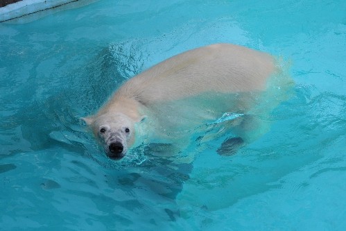 ７月２３日～浜松市動物園・キロル～１４時から１５時台