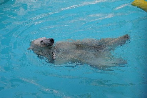 ７月２３日～浜松市動物園・キロル～１５時台から閉園まで