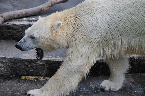 ７月２２日～浜松市動物園・キロル～１２時台から１４時台
