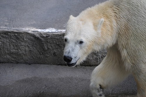 ７月２２日～浜松市動物園・キロル～１４時台から１５時台