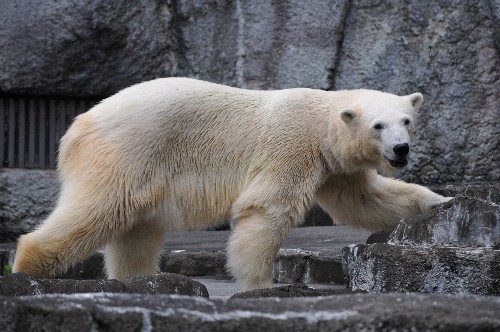 7月22日~浜松市動物園・キロル~16時台