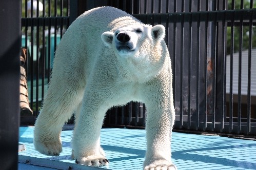 8月28日~おびひろ動物園・イコロ~開園から11時まで