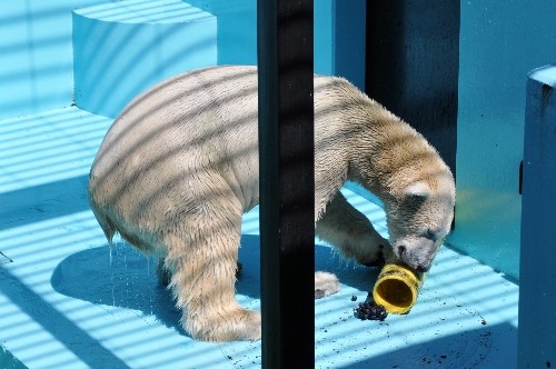8月28日~おびひろ動物園・イコロ~12時台