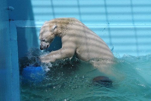8月28日~おびひろ動物園・イコロ~12時台から14時まで