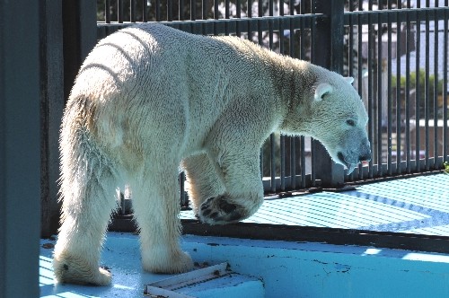 8月27日~おびひろ動物園・イコロ~開園から12時まで