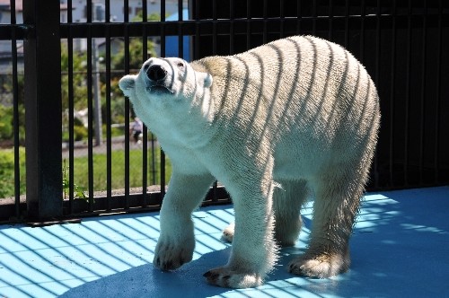 8月27日~おびひろ動物園・イコロ~12時台