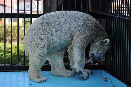 8月27日~おびひろ動物園・イコロ~13時前後