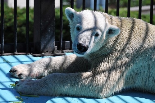 8月27日~おびひろ動物園・イコロ~13時台