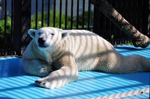 8月27日~おびひろ動物園・イコロ~15時から閉園まで