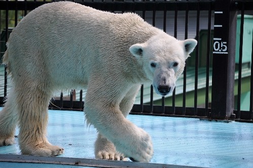 8月26日~おびひろ動物園・イコロ~9時台から11時半