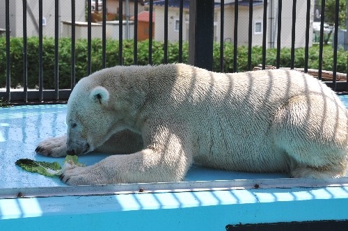 8月26日~おびひろ動物園・イコロ~11時半から12時台