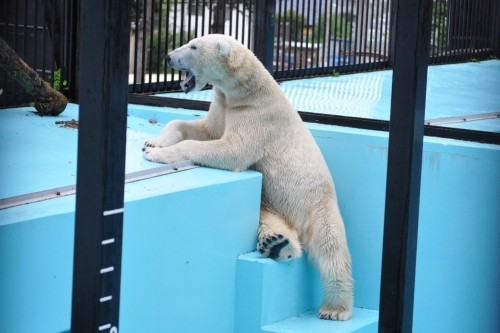 8月26日~おびひろ動物園・イコロ~15時から閉園過ぎまで