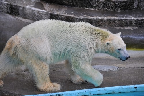 9月26日~浜松市動物園・キロル~9時台から11時まで