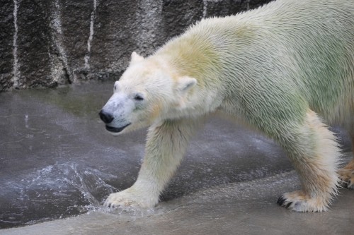 9月26日~浜松市動物園・キロル~11時から13時まで