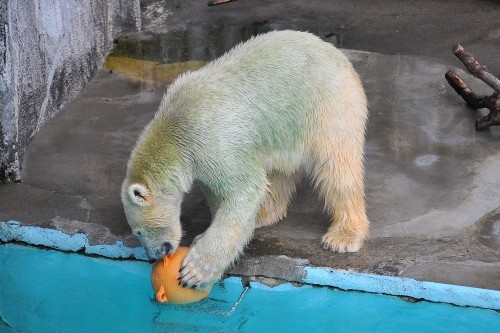 9月26日~浜松市動物園・キロル~13時台の浮き遊び
