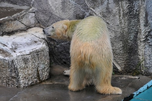 9月26日~浜松市動物園・キロル~13時半から15時台