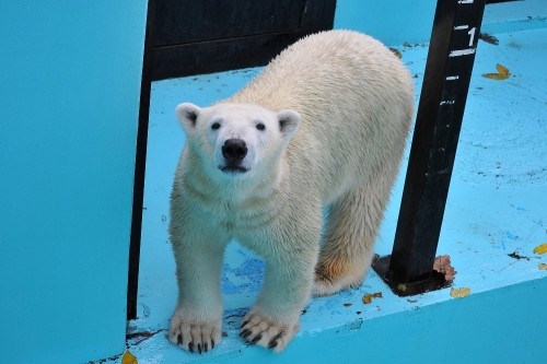 10月24日~おびひろ動物園・イコロ~開園から11時過ぎまで